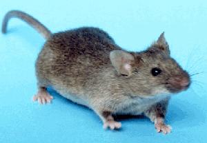Photo of Mus musculus by Public Domain